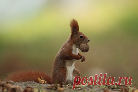 Фото: Забавные животные | Развитие детей. Онлайн игры. Сказки. Раскраски. Алфавит. Карточки. Математика. Здоровье.