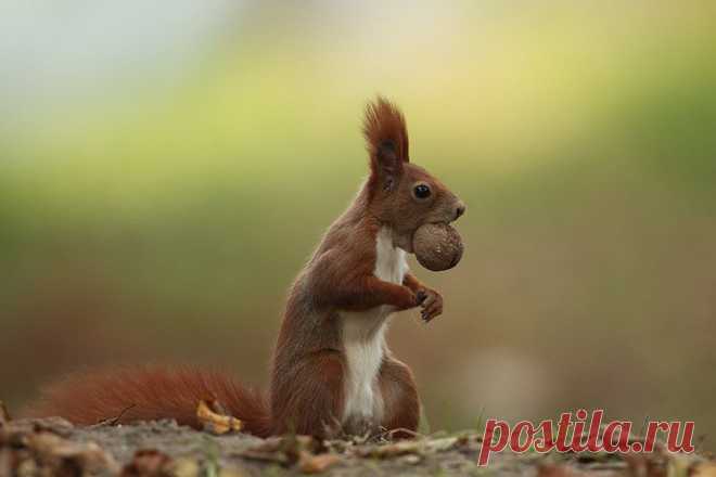 Фото: Забавные животные | Развитие детей. Онлайн игры. Сказки. Раскраски. Алфавит. Карточки. Математика. Здоровье.