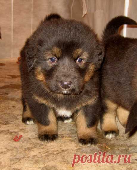 Далитэшкины  щеночки.