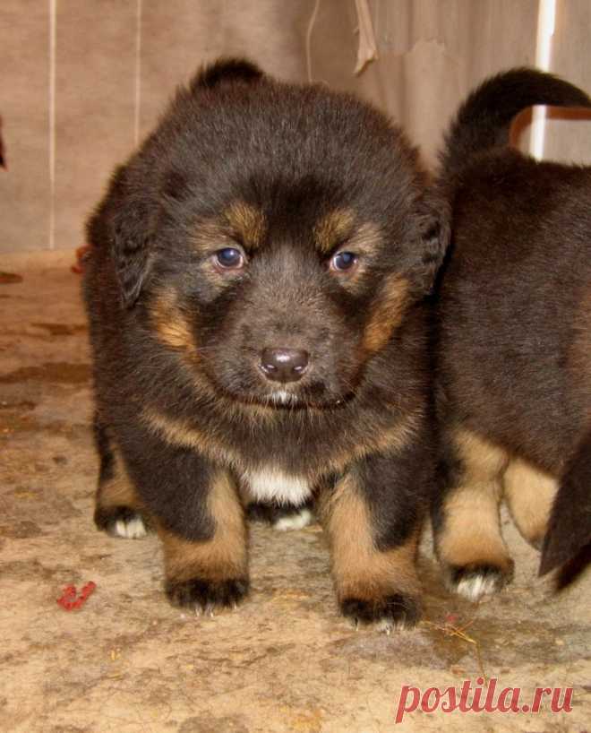 Далитэшкины  щеночки.