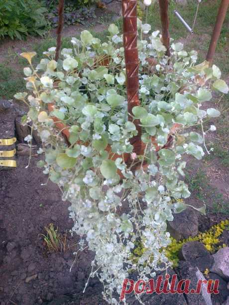 Дихондра ампельная «Серебристый водопад» (Dichondra repens, Dichondra argentea «Silver Falls»)