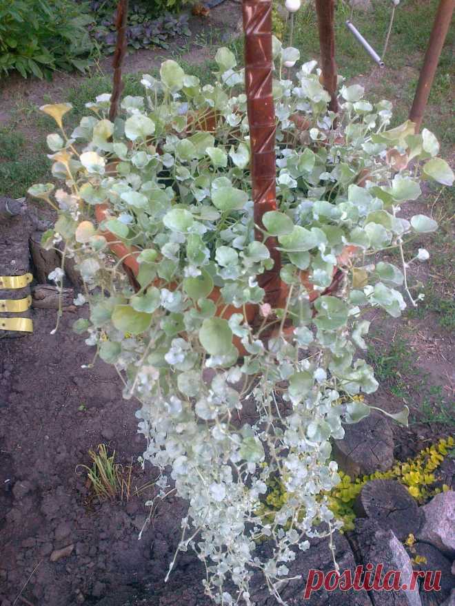 Дихондра ампельная «Серебристый водопад» (Dichondra repens, Dichondra argentea «Silver Falls»)