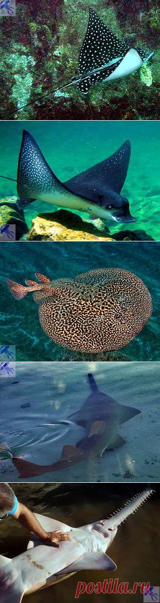 (+1) тема - Скаты - образ жизни, отличительные признаки | НАУКА И ЖИЗНЬ