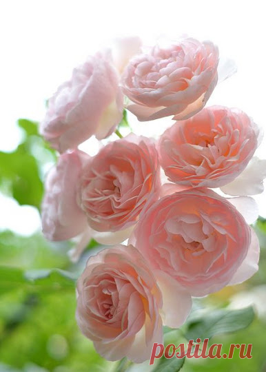 The magic of frech flowers. – Подборки – 