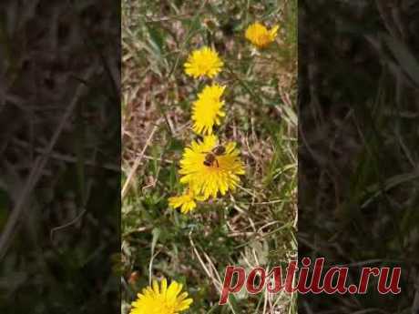 весна в Красноярске #видеодня #одиндень