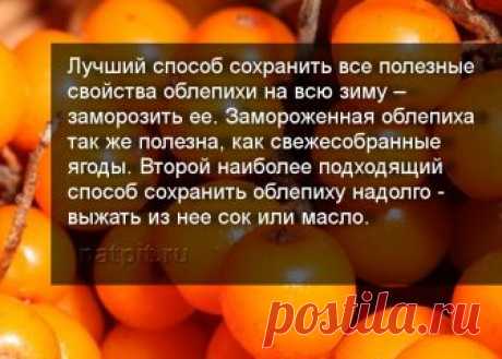 Облепиха. Заготовки в домашних условиях | Каталог натуральных продуктов Облепиха – это настоящая кладезь полезных витаминов, однако, в отличие от других ягод, встретить заготовки из облепихи в магазинах практически нереально, а свежая ягода доступна лишь осенью. Если вы хотите весь год питаться облепихой и получать максимум пользы – сделайте домашние заготовки! Заготовки из облепихи можно хранить в течение долгого времени, главное соблюдать простые правила. В данной статье...