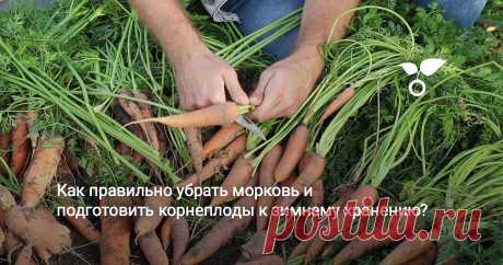 Как правильно убрать морковь и подготовить корнеплоды к зимнему хранению? Настало время подвести итог всех работ по выращиванию моркови. В предыдущих сюжетах вы уже увидели, как правильно посеять семена, проредить всходы и ухаживать за морковными грядками. Сегодня мы соберем урожай и посмотрим, увенчались ли все наши старания успехом, а также поговорим о нескольких вариантах хранения корнеплодов зимой.