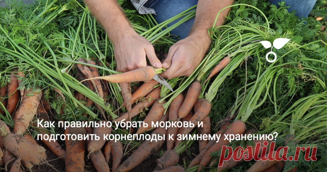 Как правильно убрать морковь и подготовить корнеплоды к зимнему хранению? Настало время подвести итог всех работ по выращиванию моркови. В предыдущих сюжетах вы уже увидели, как правильно посеять семена, проредить всходы и ухаживать за морковными грядками. Сегодня мы соберем урожай и посмотрим, увенчались ли все наши старания успехом, а также поговорим о нескольких вариантах хранения корнеплодов зимой.