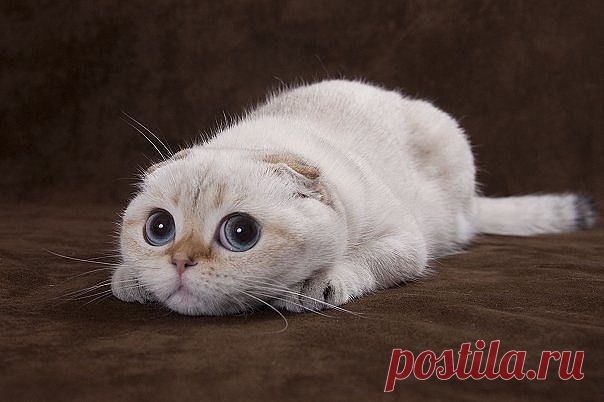 ...ох, уж эти котейки))))