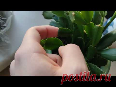 Декабрист собрался цвести!