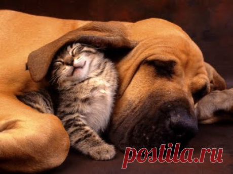 Cute&Cool Pets 4U: Милые и забавные кошки и котята