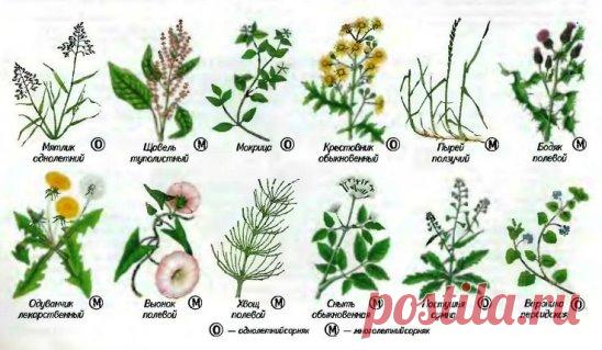 (2) Одноклассники