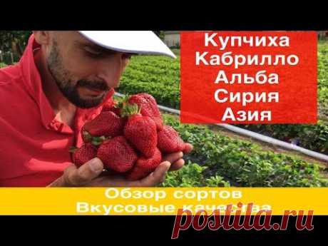Обзор сортов :Купчиха,Кабрилло,Азия,Сирия,Альба.О вкусовых качествах честно !!!
