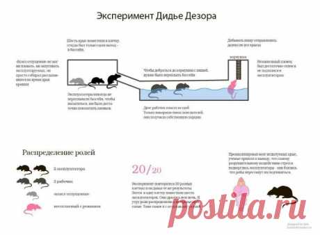 Ген всевластия: эксперимент Дидье Дезора