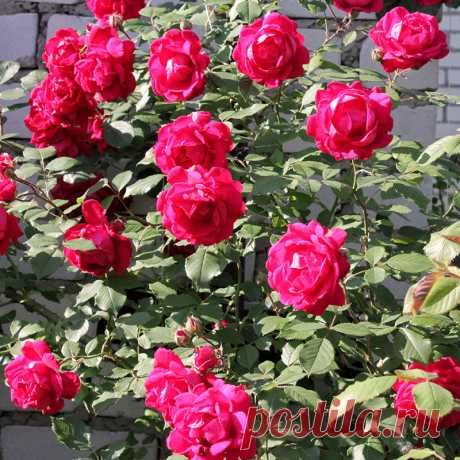 Обрезка плетистых роз — FloweryVale.ru