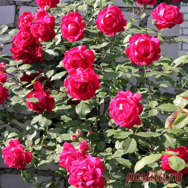 Обрезка плетистых роз — FloweryVale.ru