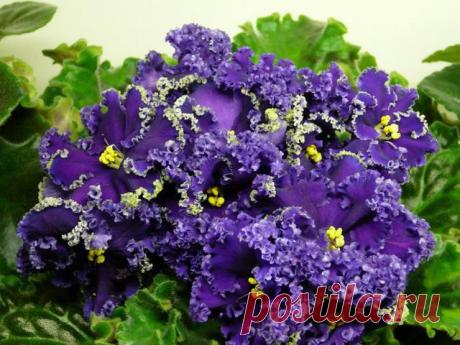 Фиалка Reigning Beauty: фото и описание