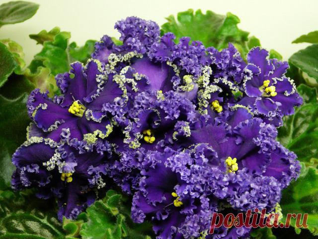Фиалка Reigning Beauty: фото и описание