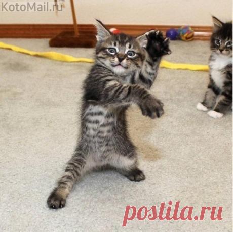 Любите котиков!