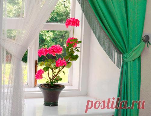 Уход за геранью в домашних условиях — В РИТМІ ЖИТТЯ