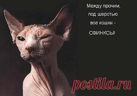 Без кота и жизнь не та
