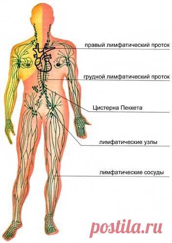 ПРО ЛИМФАТИЧЕСКУЮ СИСТЕМУ.
