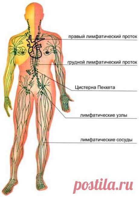 ПРО ЛИМФАТИЧЕСКУЮ СИСТЕМУ.