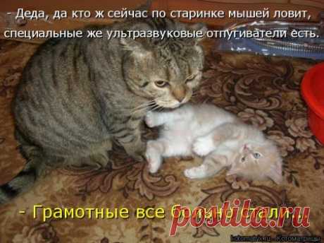 Мышек я люблю! | KotoMail.ru