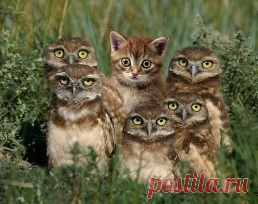 Замаскировался