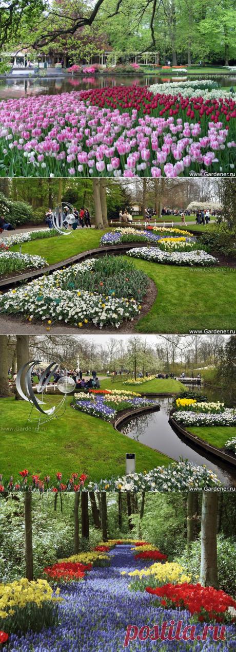 Keukenhof.