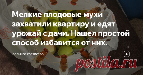 Мелкие плодовые мухи захватили квартиру и едят урожай с дачи. Нашел простой способ избавится от них. Как же эти мухи надоели. Сразу кидаются на урожай. Не успеешь привезти с дачи помидоры, яблоки, сливы и картошку, как они тут как тут. А если ещё забыть выкинуть арбузные корки, то страшно даже представить, что будет на следующий день.
У меня есть две новости, плохая и хорошая. Плохая заключается в том, что любители фруктов и овощей едят яйца мух-дрозофилов каждый день по нескольку штук. Хорошая