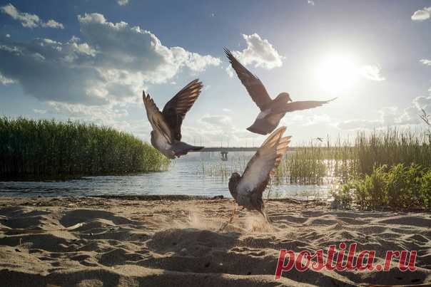 «Врассыпную» Автор фото – Вадим Федотов (nat-geo.ru/photo/user/116548/), участник нашего главного фотоконкурса «ДПР-2018» в номинации «Мобильное фото». В этой номинации участвуют фото дикой природы России, снятые на мобильные устройства. Победитель получит шикарный смартфон Huawei P20 Pro – дерзайте!