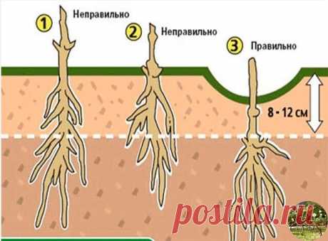 КАК И КУДА ПРАВИЛЬНО ПОСАДИТЬ КЛЕМАТИС!  
 
Знаете ли вы, что от правильной посадки клематиса зависит общее развитие и состояние растения?  
 
Посаженная наспех лиана, ни когда не будет радовать вас пышным цветением. От выбранного вами места для посадки саженца, тоже зависит будущие благополучие растения. Выбор сорта и знания о его биологической особенности, так же будет влиять на конечный результат. Выращивание растений начинается всегда с подготовки посадочной ямы и поса...