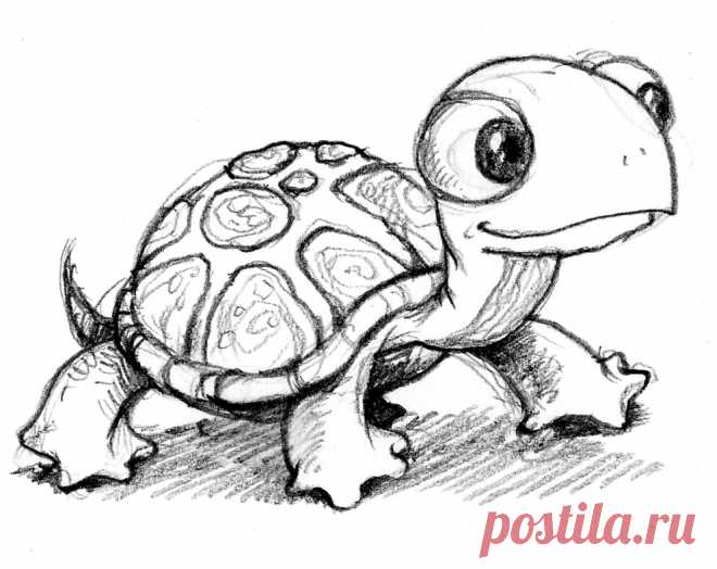 turtle-cute.jpg (992×788)