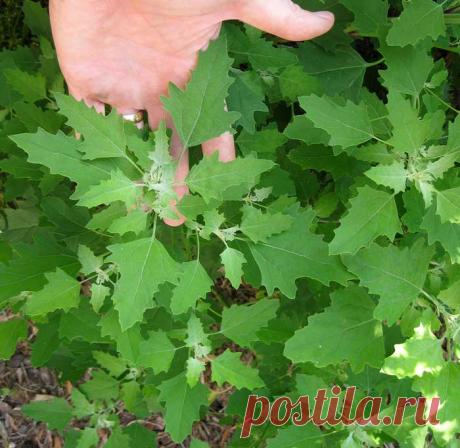 Съедобные сорняки. Лебеда