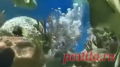 КАК КРАСИВО 👍👍👍👍👍👍👍👍👍👍👍