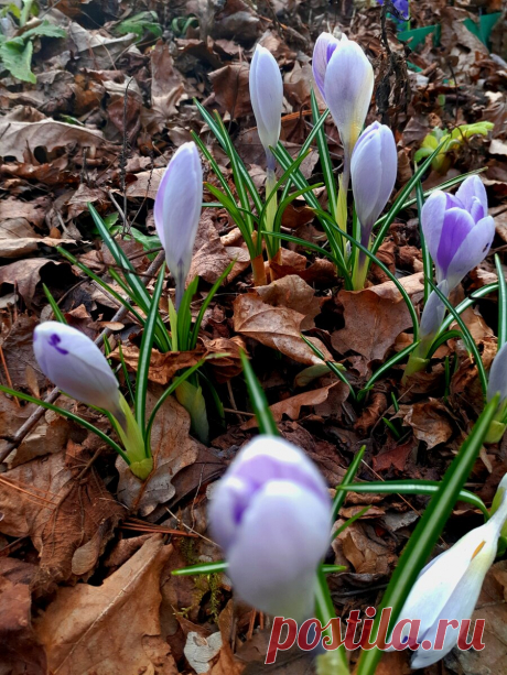 Как сохранить луковичные после выгонки для дальнейшей посадки в грунт | Сад Анны Гауэр | Яндекс Дзен