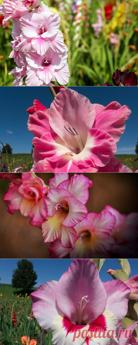 Гладиолусы уход после цветения чтобы весной радовали глаз