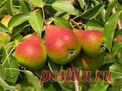 Яблони и груши из черенков - Свое хозяйство * - Сборник - Познавательный Интернет-журнал "Умеха - мир самоделок"