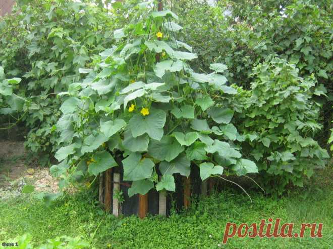 Огурец кустовой отзывы фото Огород без хлопот - информационный сайт для дачников, садоводов и огородников.