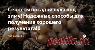 Секреты посадки лука под зиму! Надежные способы для получения хорошего результата!!! В чем плюсы подзимних посевов лука, выращенный таким способом лук гораздо более устойчив к заморозкам, болезням и  вредителям, созревает недели на 2 раньше, нежели при высадке весной, да и вкус отменный.
Отличная репка получается из луковиц диаметром до 1,5 см., такие гораздо реже стрелкуются, но чтобы перестраховаться и наверняка быть уверенным, что лук не пойдет в стрелку, посадочный материал за