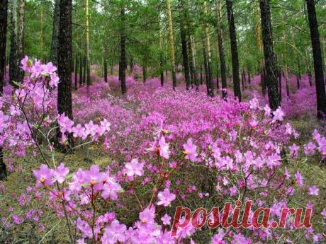 Весеннее цветение Рододендрона Даурского в Забайкалье — Путешествия
