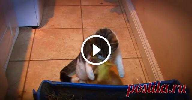 Хозяева оставили трех птенцов и кошку наедине. Начало шокирует, но дождитесь конца видео!