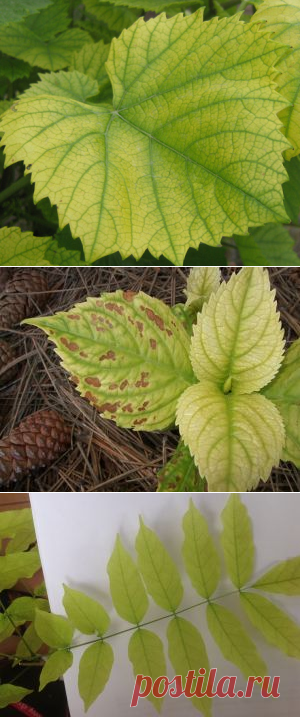 Хлороз растений: профилактика и лечение |