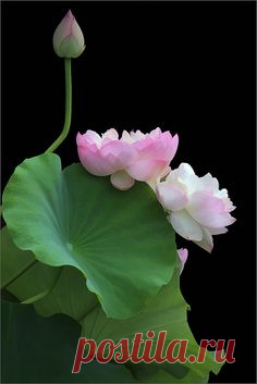 Pinterest • Всемирный каталог идей