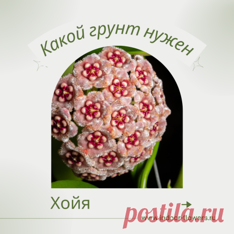 Хойя. Какой грунт нужен? Интересуетесь Хойя. Какой грунт нужен? ? Узнайте о разнообразных представителях этого вида, их уникальных особенностях и преимуществах. Получите полезные советы по уходу за Хойя. Какой грунт нужен? в домашних условиях, включая требования к освещению, поливу, температуре и влажности.