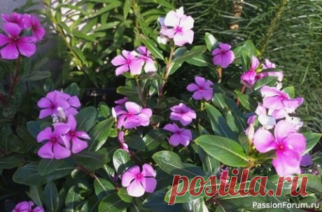 Катарантус - цветок для клумбы и для дома Катарантус цветёт на клумбе всё лето до первых заморозков осенью. Это растение всегда остаётся декоративным, радует изумрудной блестящей зеленью и равномерным ярким цветением.Катарантус ещё называют барвинок розовый. Цветы у него небольшие, но яркие, как звёздочки вспыхивают на фоне...