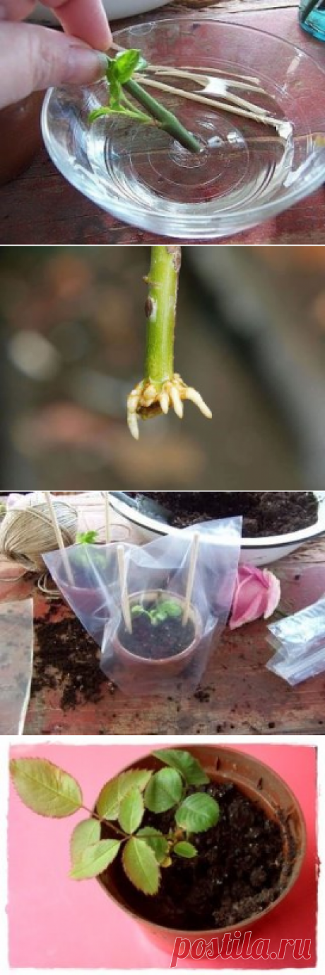 (58) Одноклассники