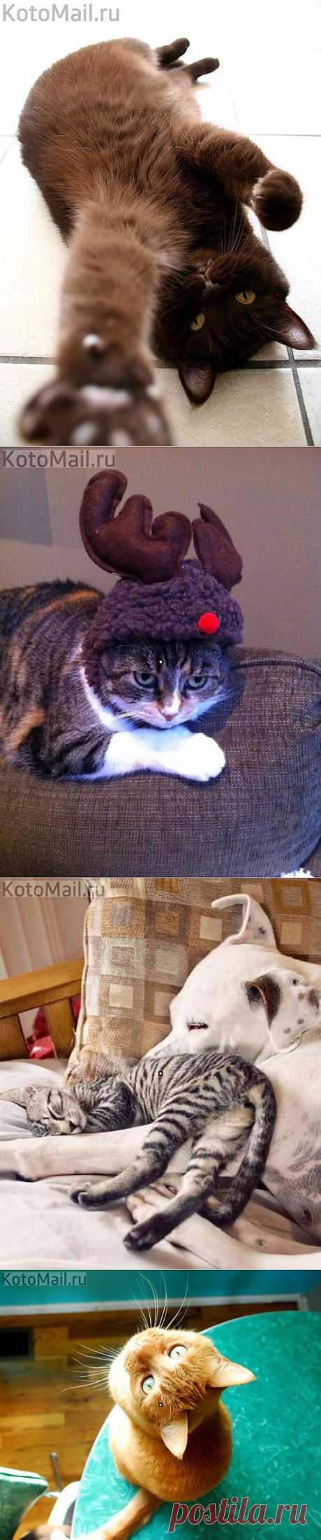 KotoMail.ru | Котэ с доставкой по почте