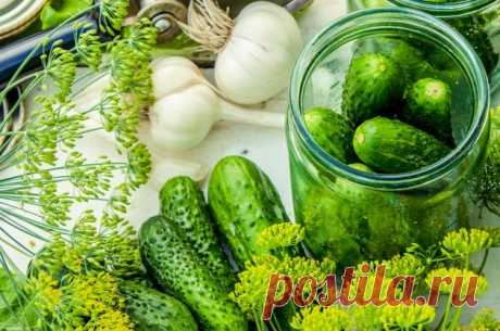 Маринованный огурчик: простой рецепт, отменный вкус 

Нынешнее лето выдалось на редкость дождливым, и все же многие дачники умудрились вырастить урожай овощей. Август – время заготовок на зиму.

Тридцать с лишним лет использую рецепт, который ни разу м…